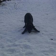 Labrador retriever Keano