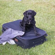 Labrador retriever Keano