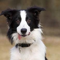 Border collie Vodka