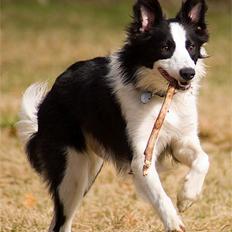 Border collie Vodka