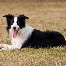 Border collie Vodka
