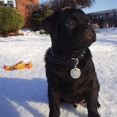 Blanding af racer _-*BATMAN*-_ (Mops)