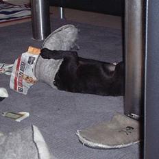 Blanding af racer _-*BATMAN*-_ (Mops)