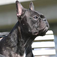 Fransk bulldog Bertram 2
