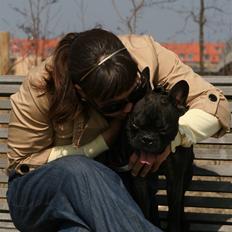 Fransk bulldog Bertram 2