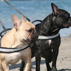Fransk bulldog Bertram 2