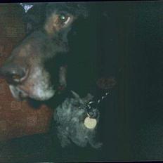 Korthåret hønsehund Seb