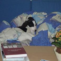 Blanding af racer Molly