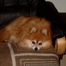 Pomeranian Laban ( Død 08/04-08 )