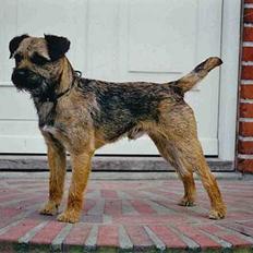 Border terrier Lutra´s Ursus