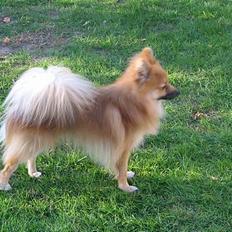 Pomeranian Loui