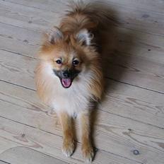 Pomeranian Loui