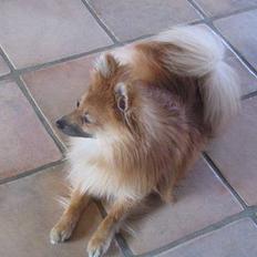 Pomeranian Loui