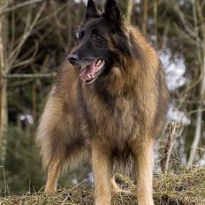 Tervueren bjarkarima loke
