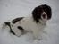 Engelsk springer spaniel tessan - nu kommer bolden!!