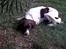 Engelsk springer spaniel tessan - Her ligger han og tager en slapper :p