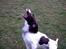 Engelsk springer spaniel tessan - Her er han ved at gribe en boldt <33