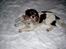 Engelsk springer spaniel tessan - Yes.. Min lege ting.