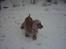 Cocker spaniel Mikkel - R.I.P