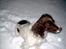 Engelsk springer spaniel tessan - Sødt... <333