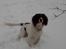 Engelsk springer spaniel tessan - Her er han så <333