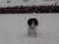 Engelsk springer spaniel tessan - Lidt langt væk..