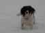 Engelsk springer spaniel tessan - Tessan<33