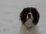 Engelsk springer spaniel tessan - Ham selv i profil :)