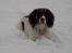 Engelsk springer spaniel tessan - Ligger ned og venter på jeg bliver færdig :D