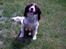 Engelsk springer spaniel tessan - Her har han været til jagt prøve.. tror det er der hvor han vandt :p