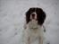 Engelsk springer spaniel tessan - Tellegøj <333 (hans kælenavn)