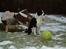 Border collie ...