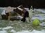 Border collie ...