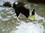 Border collie ...