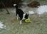 Border collie ...