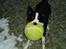 Border collie ...