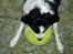 Border collie ...
