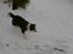 Border collie ...