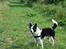 Blanding af racer Husky/Samojed - Ian ***RIP*** - Kongen observerer