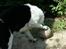 Blanding af racer Husky/Samojed - Ian ***RIP*** - Der er gået en fodbold karriere tabt i ham, for damn han kan tæmme en bold *G*