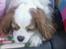Cavalier king charles spaniel shiva