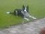 Border collie ...