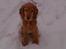 Cocker spaniel *William* Er aflivet !:( - William i sneèn.. Og han elsker det.. 30/12-2005.