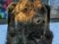 Blanding af racer Columbo "Oh, there's just - Who´ the dog - who´s the man  :-)