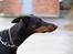 Dobermann Asja (Død) R.I.P - kigger da lige