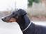 Dobermann Asja (Død) R.I.P - er da en opmærksom hund