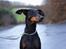 Dobermann Asja (Død) R.I.P