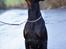 Dobermann Asja (Død) R.I.P - er da bare for artig....