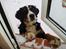 Berner sennenhund Lonnie - Hej får jeg en godbid?? siger Lonnie.