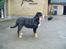 Berner sennenhund Lonnie - Her er jeg 6 mdr gammel.